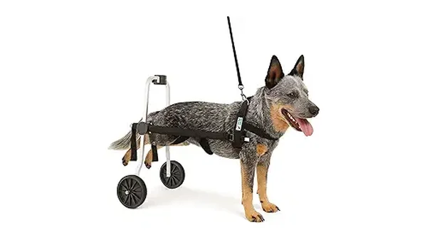 10 Melhores Cadeiras de Rodas para Cachorros